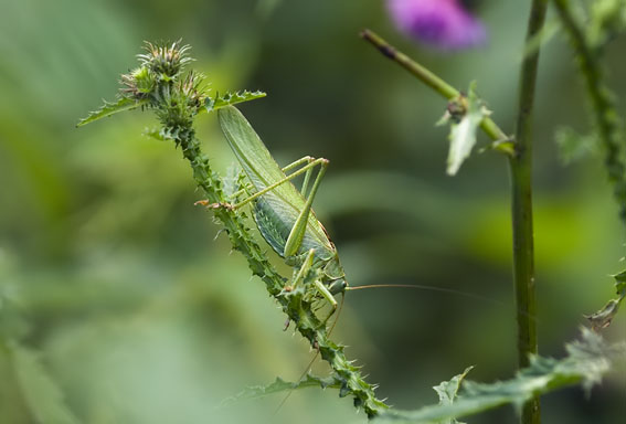 Grotegroenesabelsprinkhaan250707